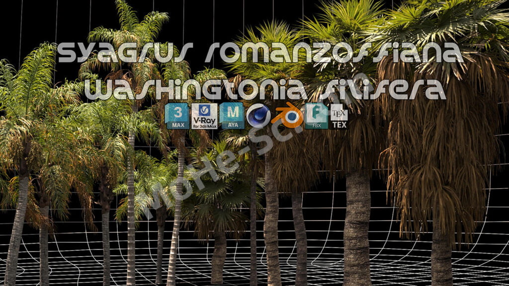 12组棕榈树植物树木3D模型 Renderhub – Syagrus Romanzoffiana and Washingtonia Filifera